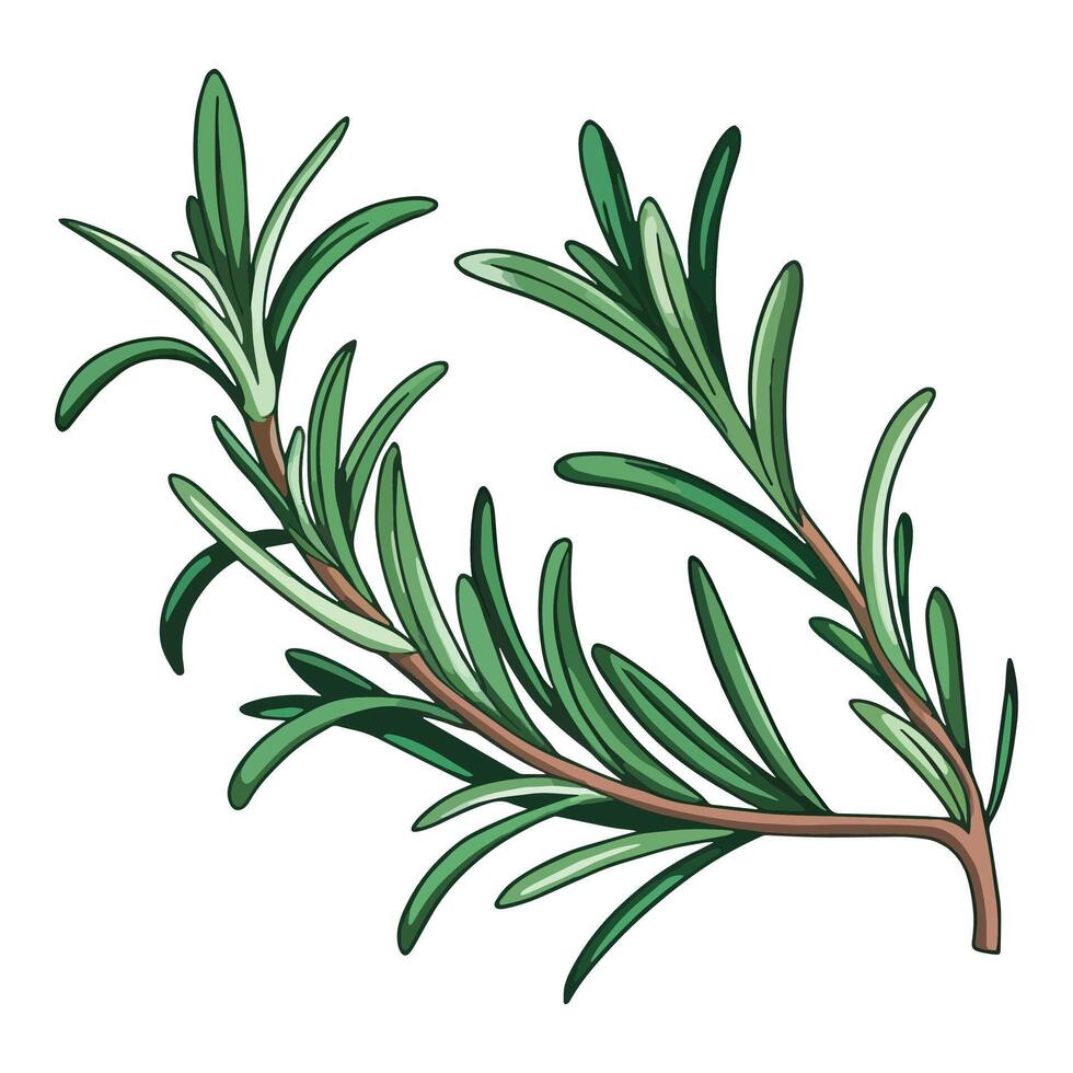Fragrant rosemary branch with evergreen needle like leaves. illustration of this perennial herb, ideal for culinary, botanical, and nature themed designs. vector