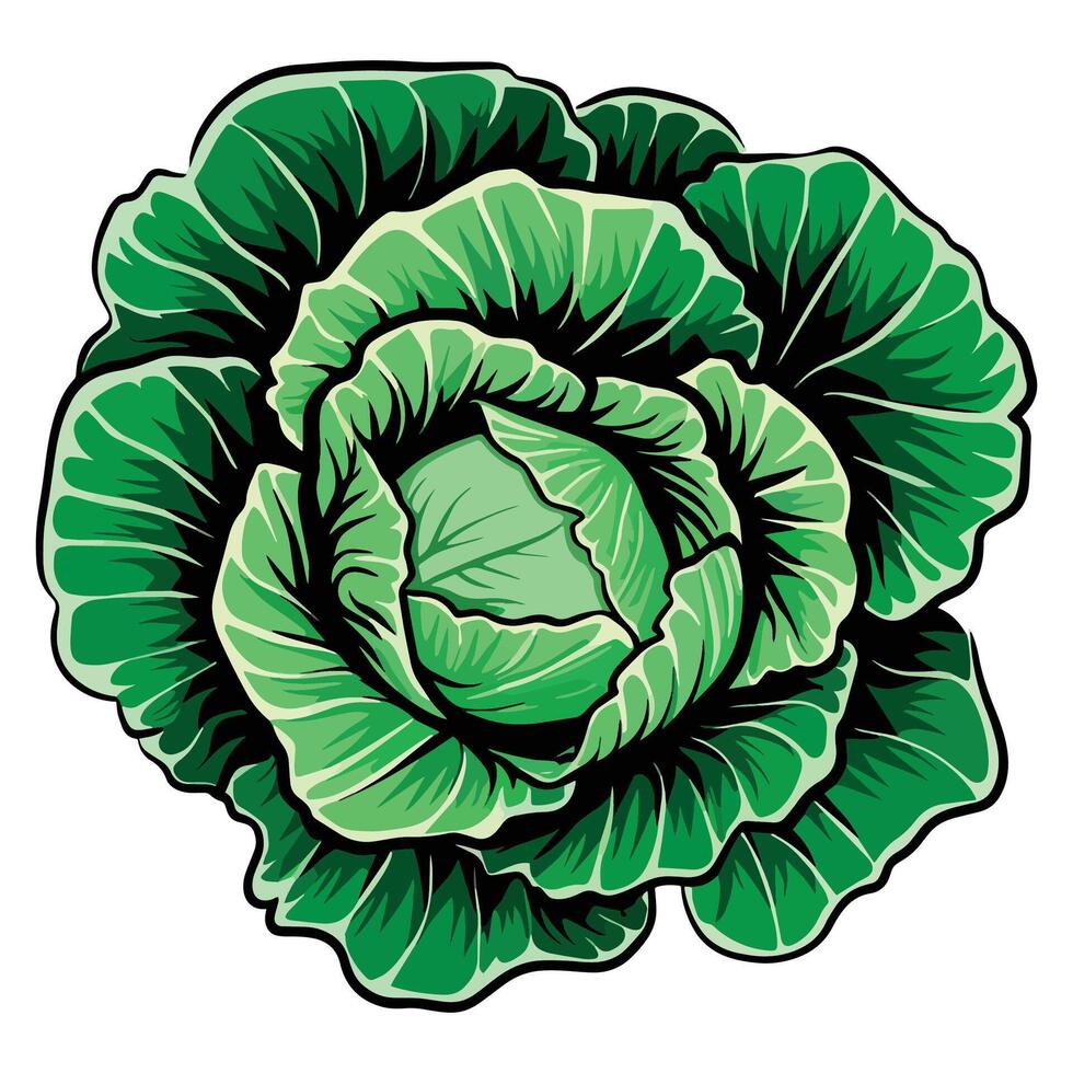 Green cabbage vegetable illustration. Fresh and healthy food ingredient, perfect for farm market or vegetarian recipes. Isolated on a white background. vector