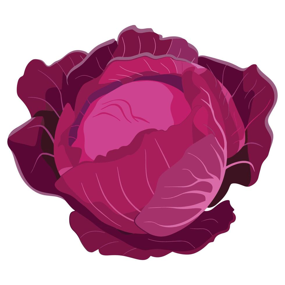 red cabbage . Fresh vegetable with leaves in a doodle cartoon style. Food ingredient illustration isolated on a white background. vector