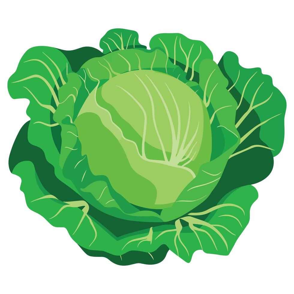 Green cabbage vegetable isolated. Fresh farm produce for market, vegetarian meals, and salad recipes. Flat illustration. vector
