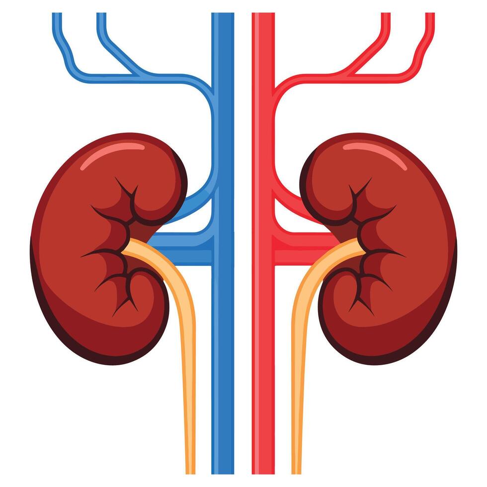 Kidney illustration, human internal organ. Flat design representing the urinary system, ideal for medical and educational visuals. vector