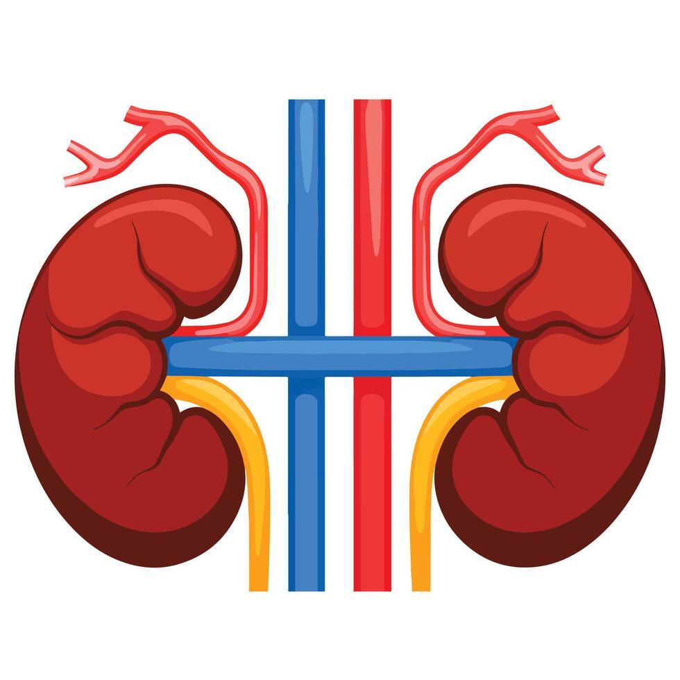 left and right kidneys, human internal organs. Urinary and endocrine system concept. Detailed flat design for educational anatomy visuals. vector