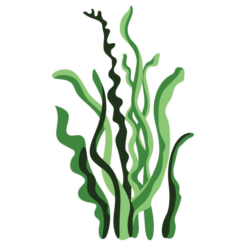 Underwater seaweed and aquatic marine algae plant. Perfect for marine life themes, ocean designs, and aquatic educational materials. vector