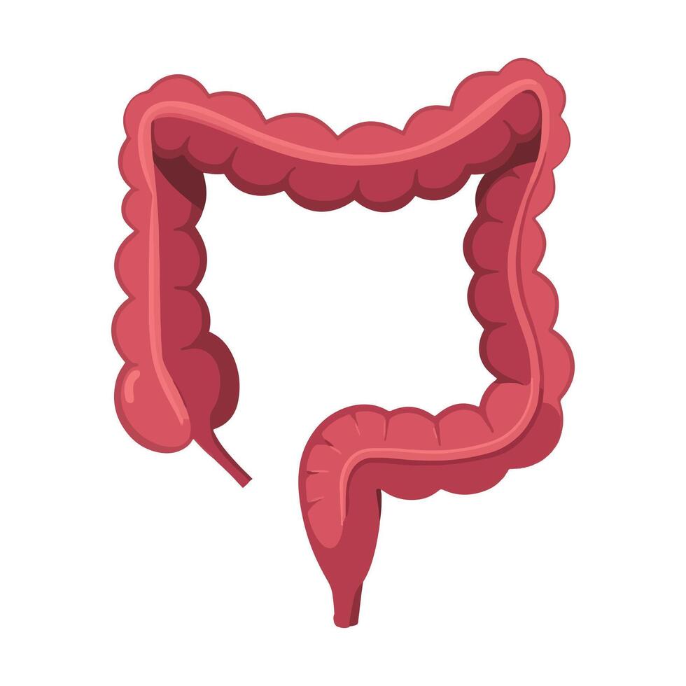 Large intestine icon illustration for human anatomy. Cute flat design of internal organs, ideal for educational and health-related graphics. Perfect for anatomy-themed projects. vector