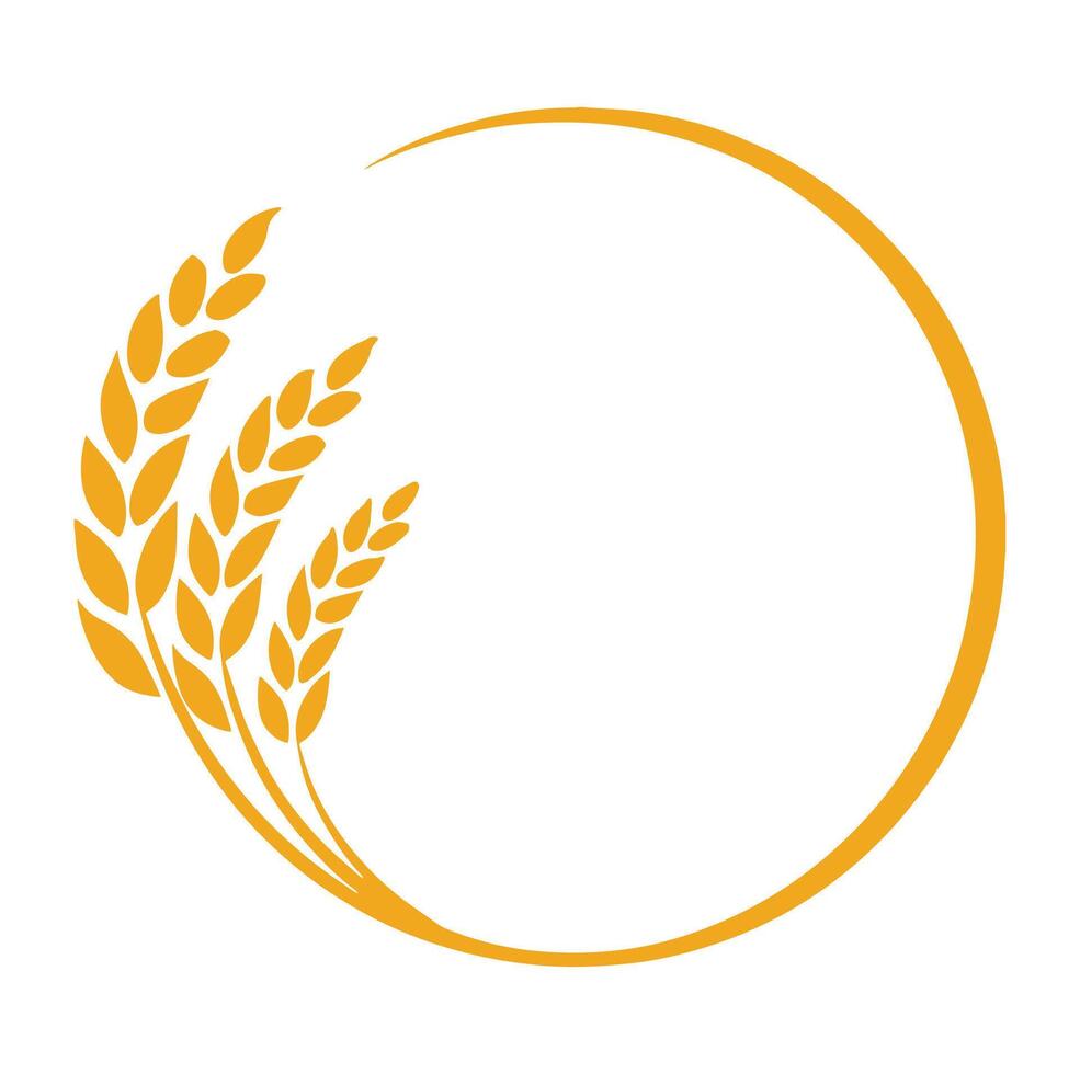 Wheat or barley ears. Border illustration of harvested grains, rice stalks vector