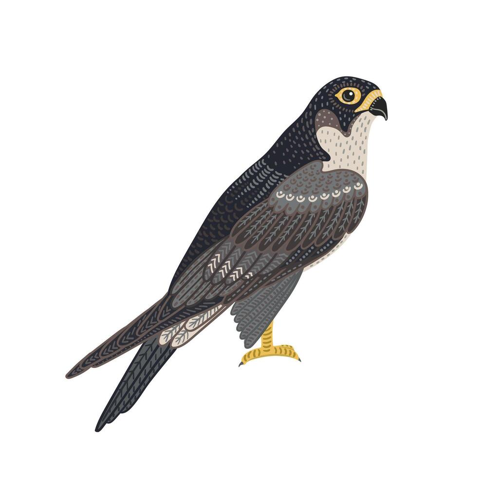 Decorative illustration of falcon. isolated design element vector
