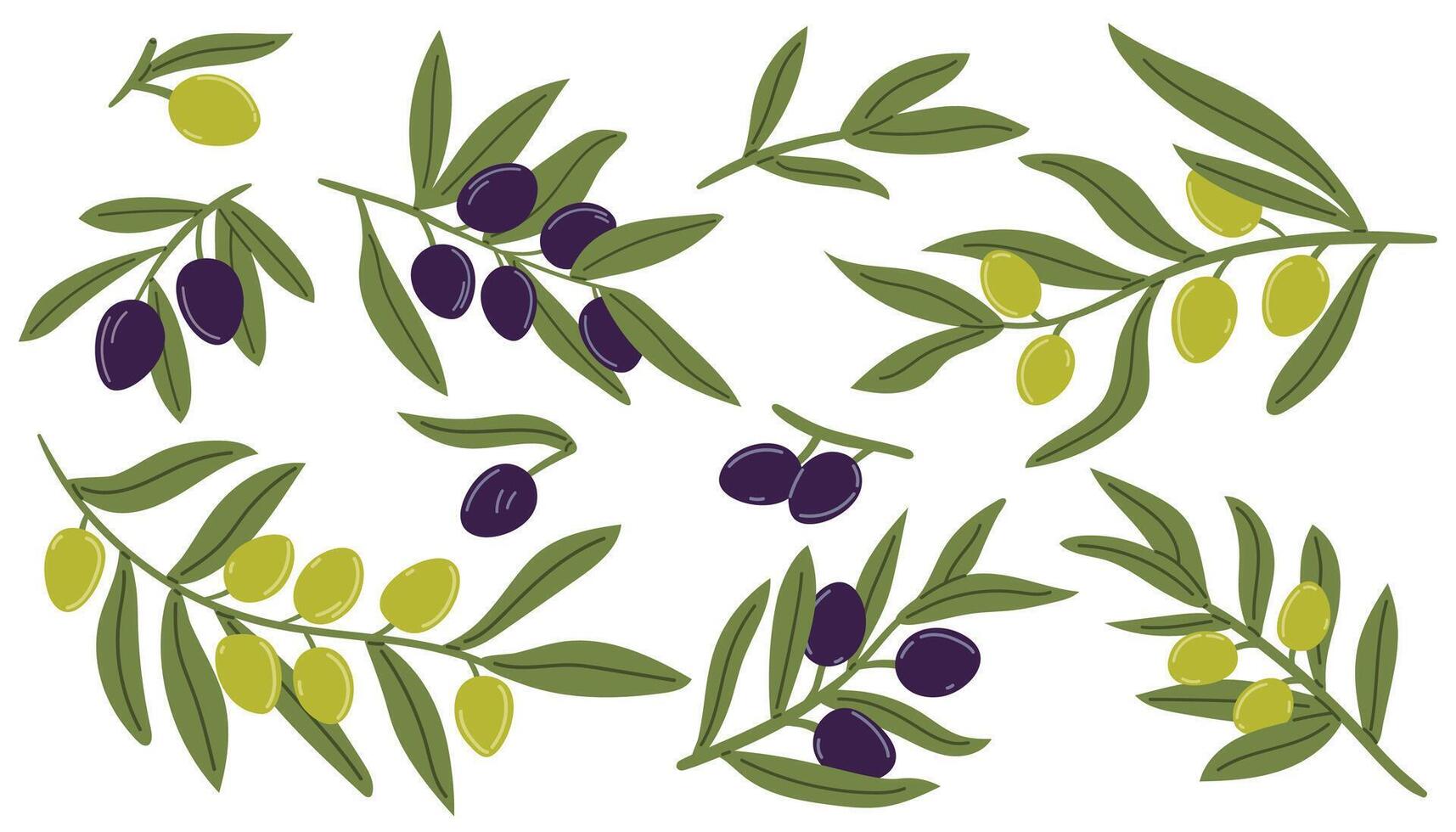 Set of olive branches and tree leaves. Modern olive fruits. Branding concept for olive oil company, organic, eco-friendly products and culinary services vector