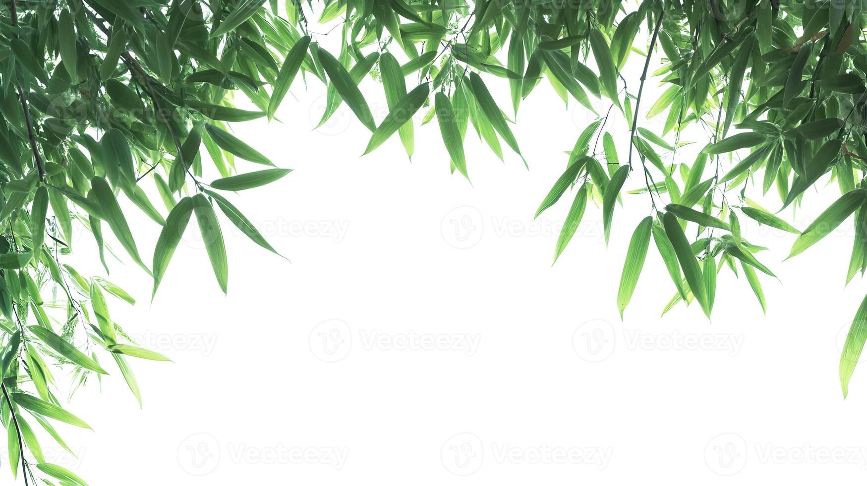 Captivating Bamboo Foliage Frame against a Bright Field in a Serene Arrangement photo