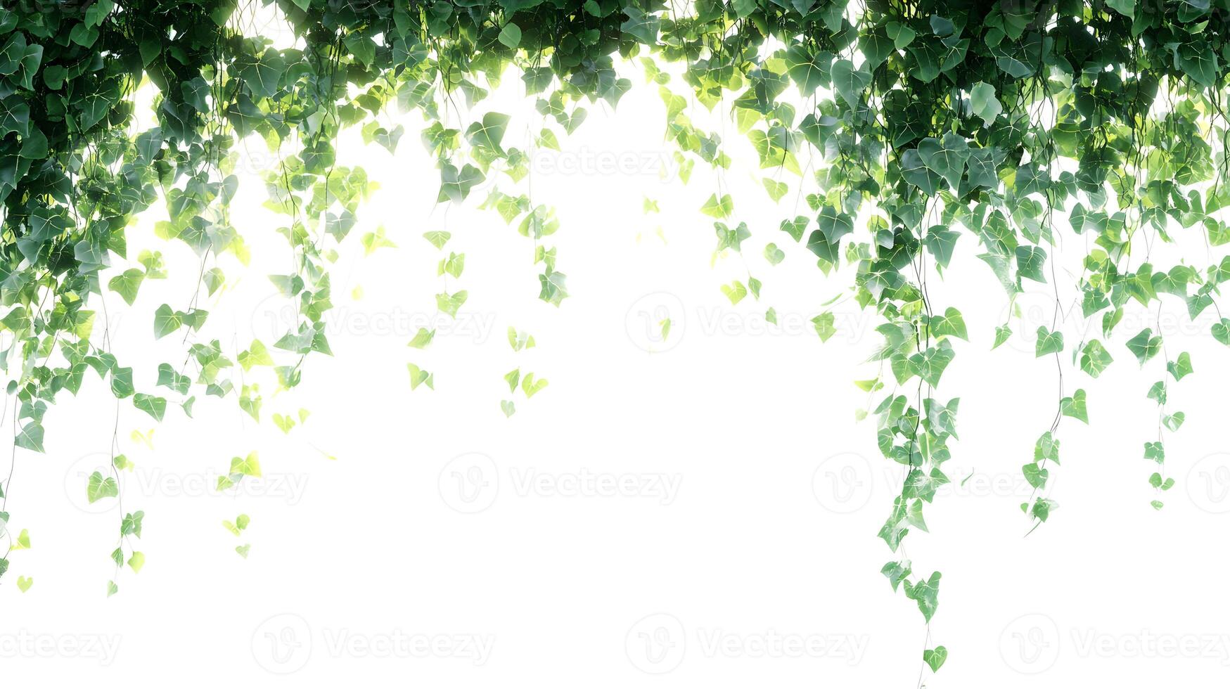 Green ivy hanging leaves against bright, diffused light, creating a natural frame effect photo