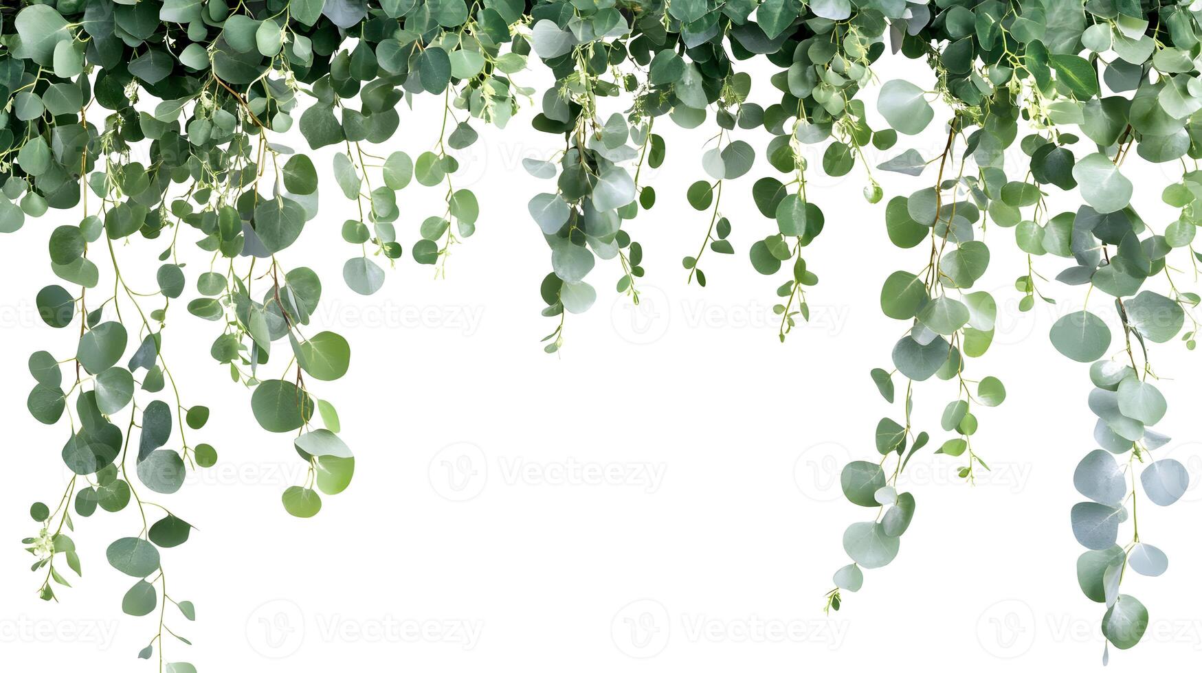 Elegant cascading eucalyptus branches frame, ethereal botanical beauty for design projects photo