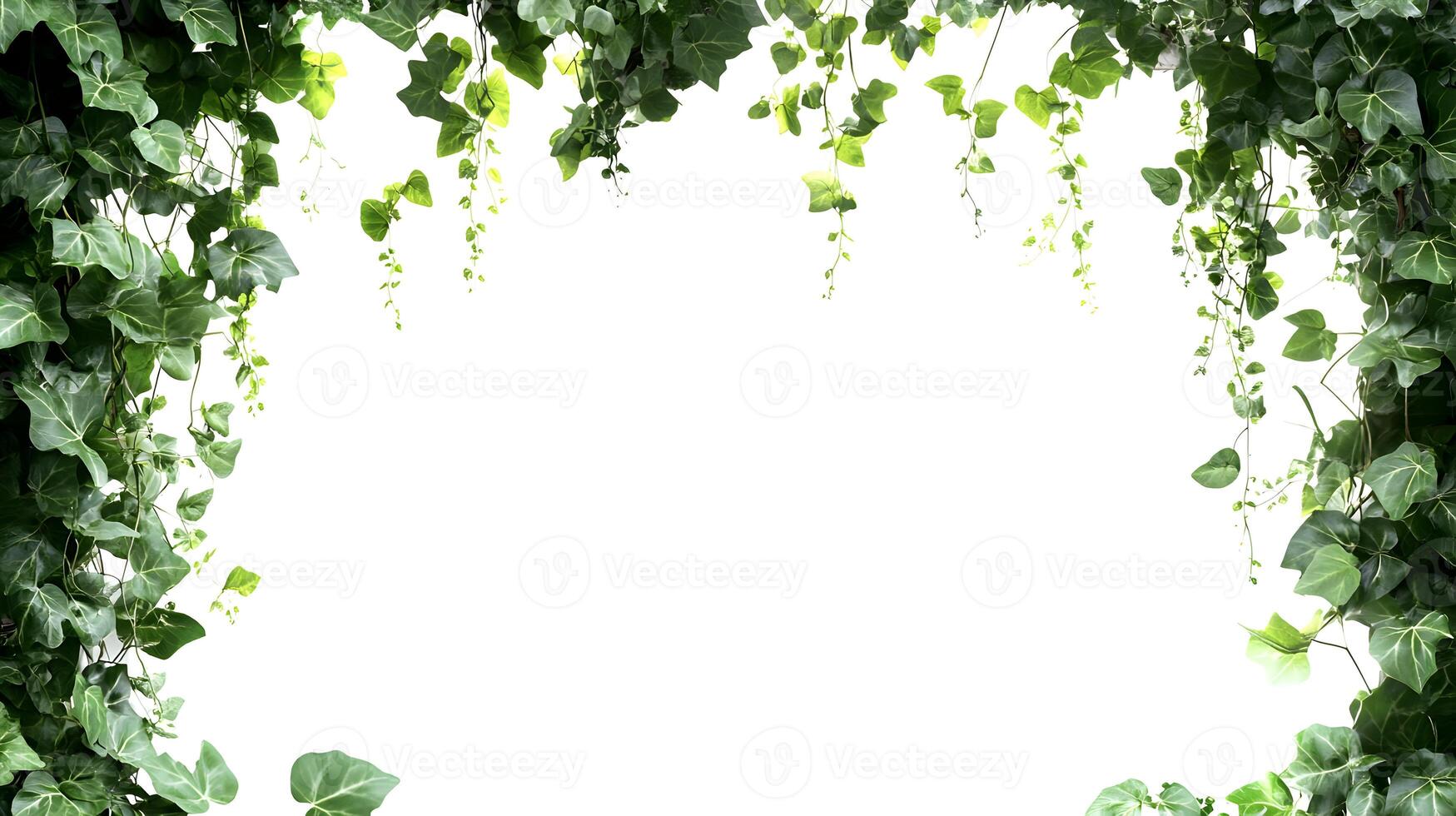 Ivy leaves creating a verdant canopy, creating a natural frame effect on a transparent backdrop photo