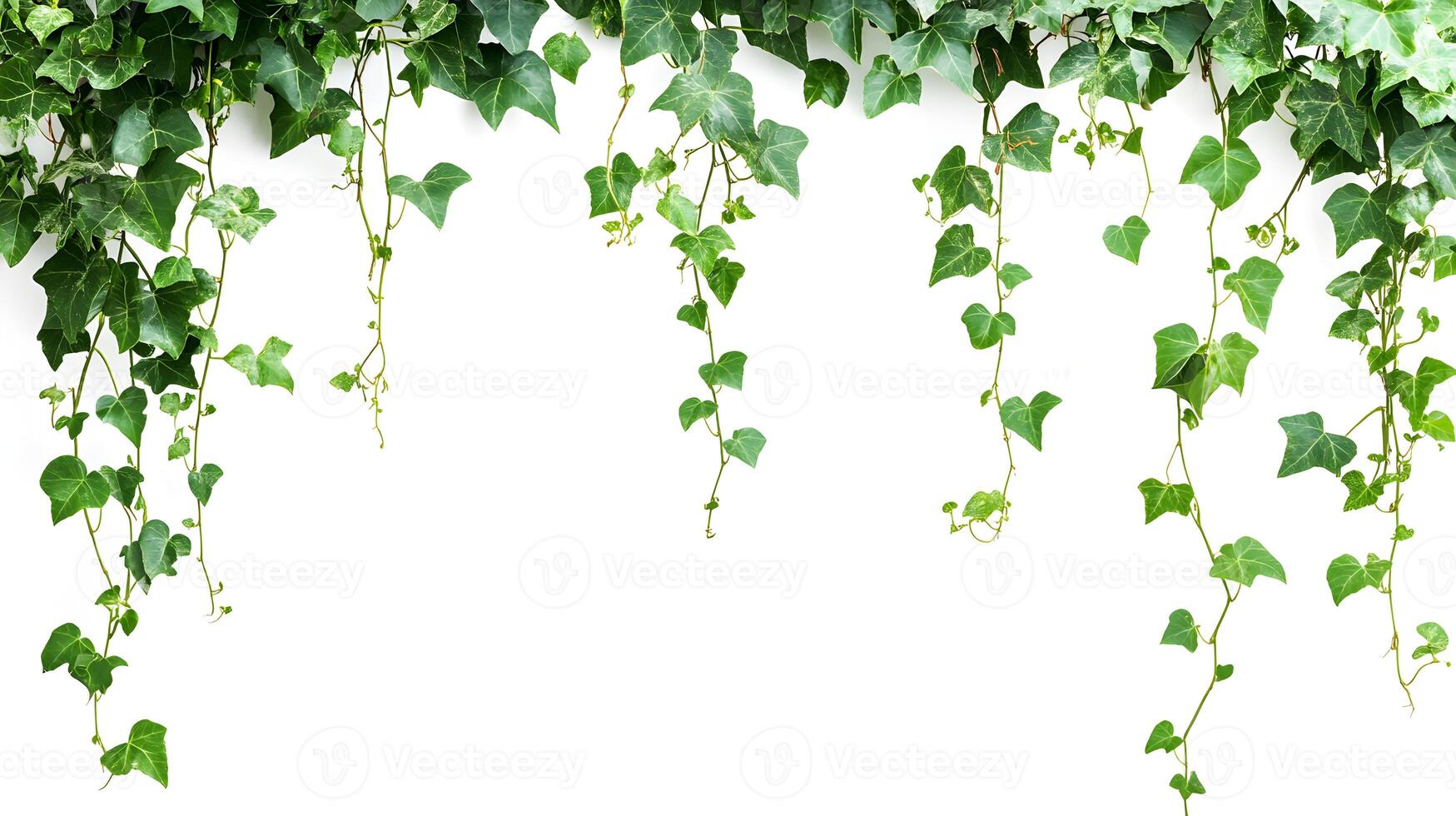 Fresh green ivy vines cascading down, nature's decorative element, a natural border design photo