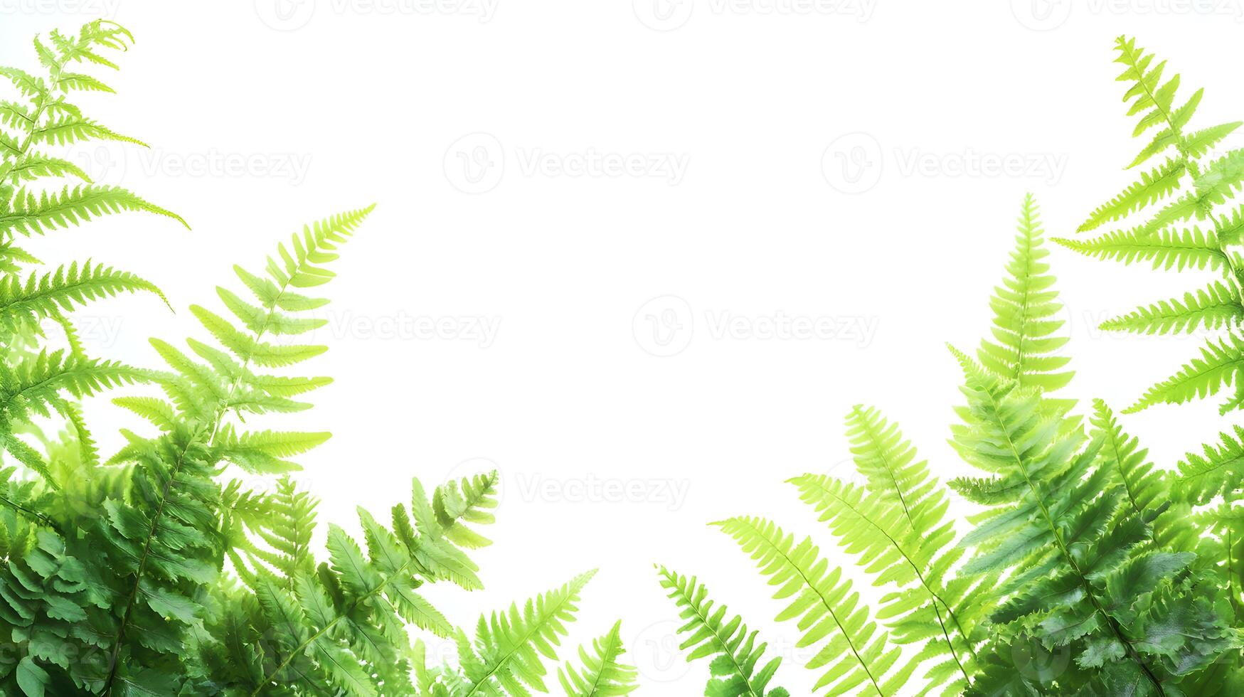 Lush ferns create a serene and vibrant natural border against a seamless backdrop photo