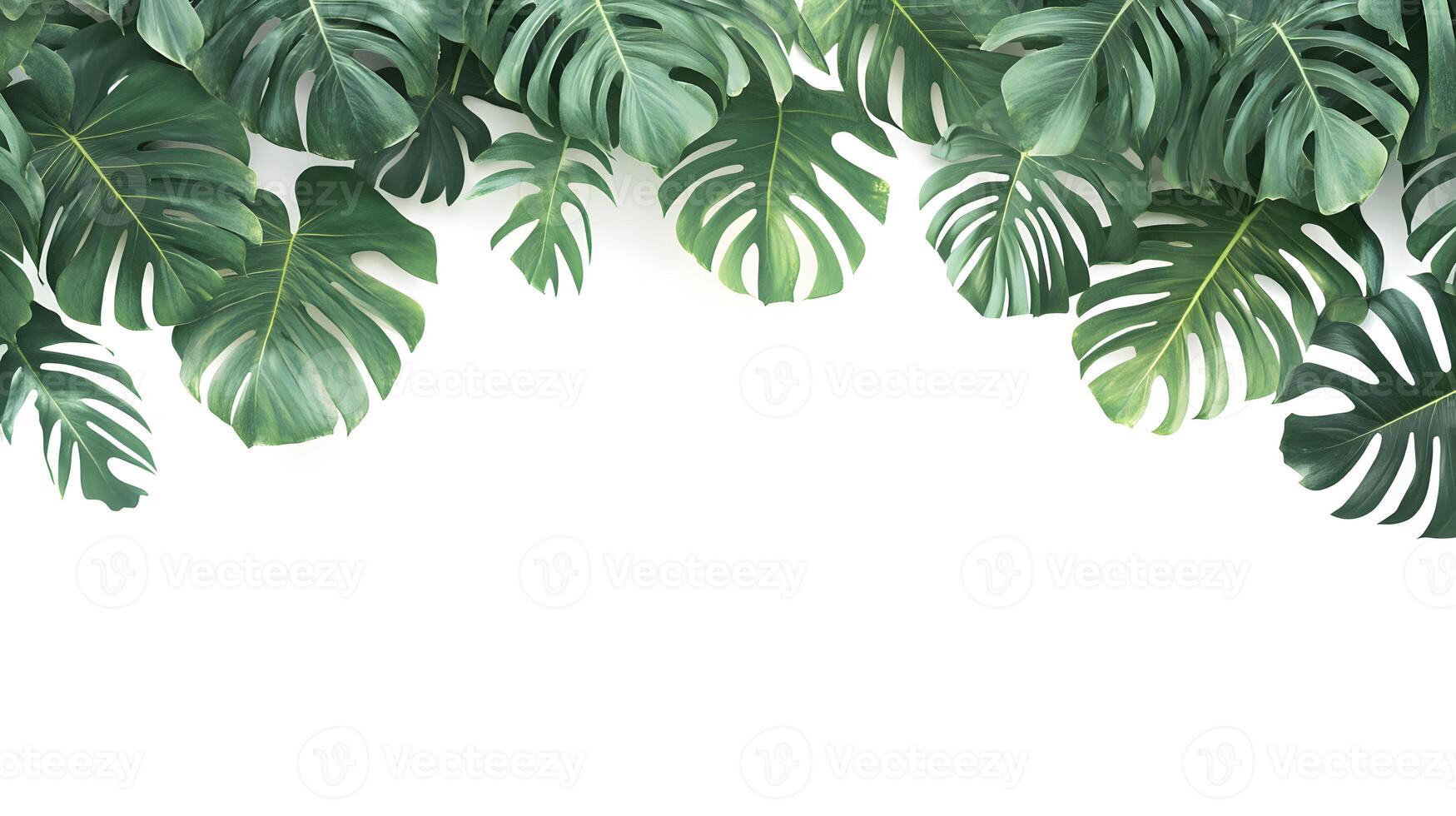 Exuberant Monstera Leaves Cascade Across the Upper Frame with a White Underspace photo