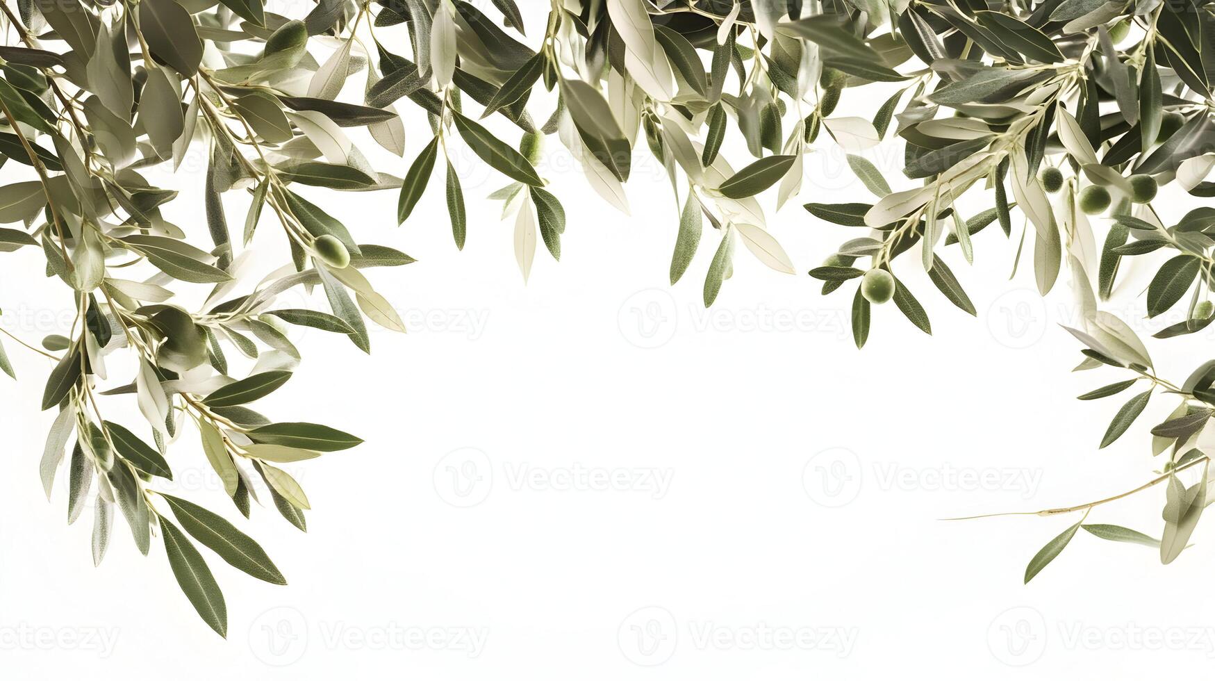 Elegant Olive Branch Canopy Overlay with Gentle Lighting and Transparent Qualities photo