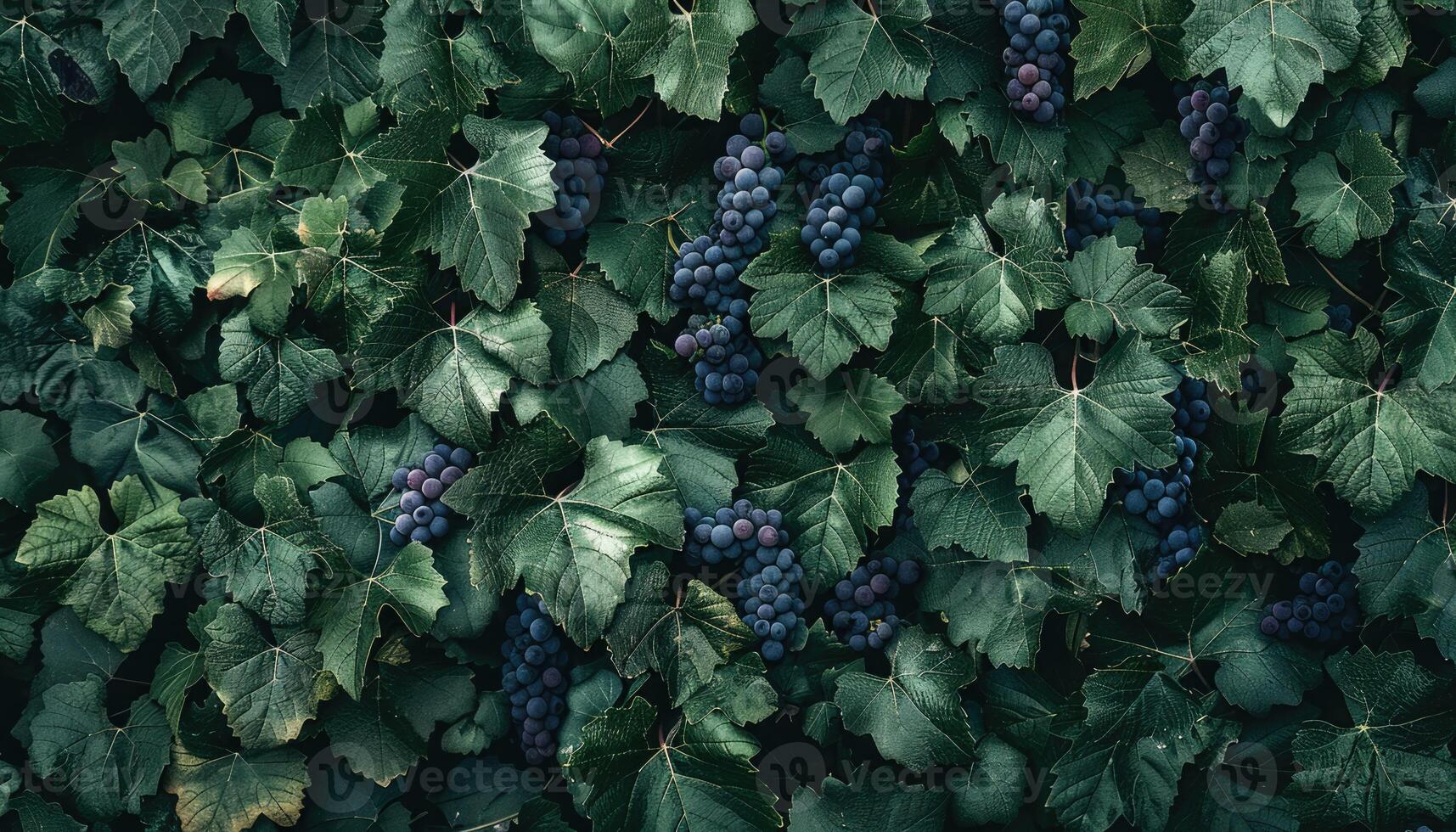 Green Grape Vines with Dark Purple Grapes photo