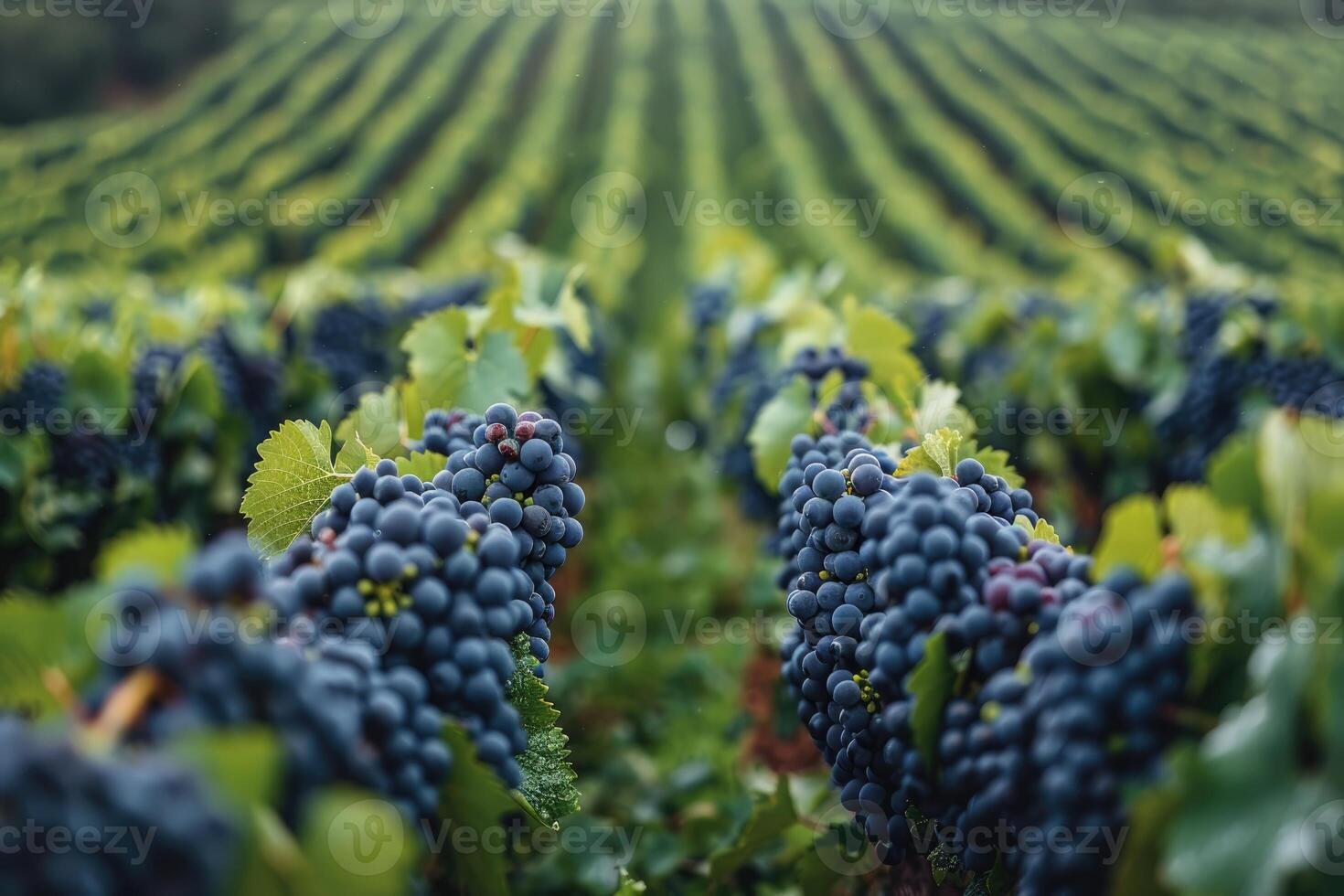 Dark Grapes Growing In Vineyard Rows photo