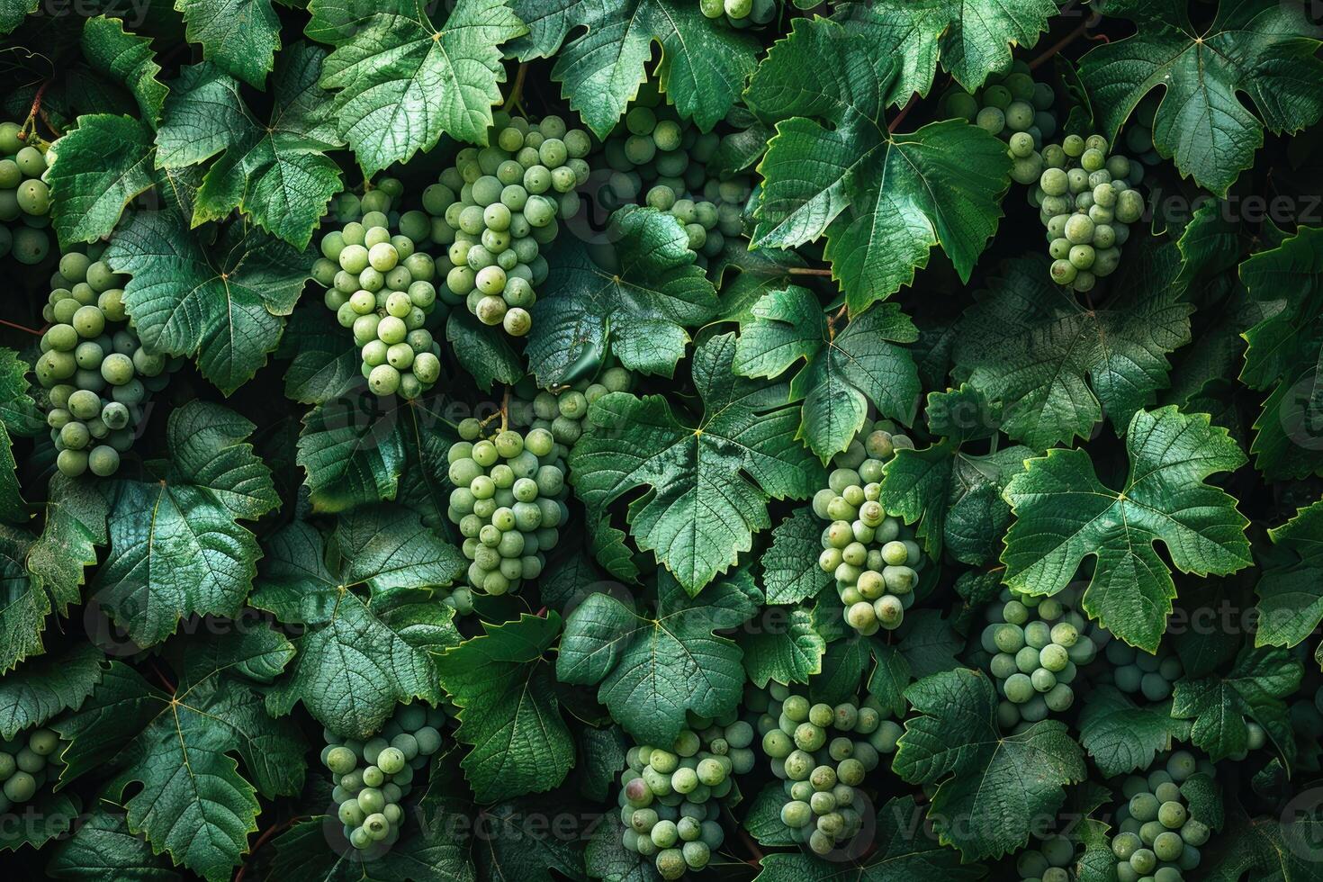 Green Grape Vines Abundant With Grapes photo