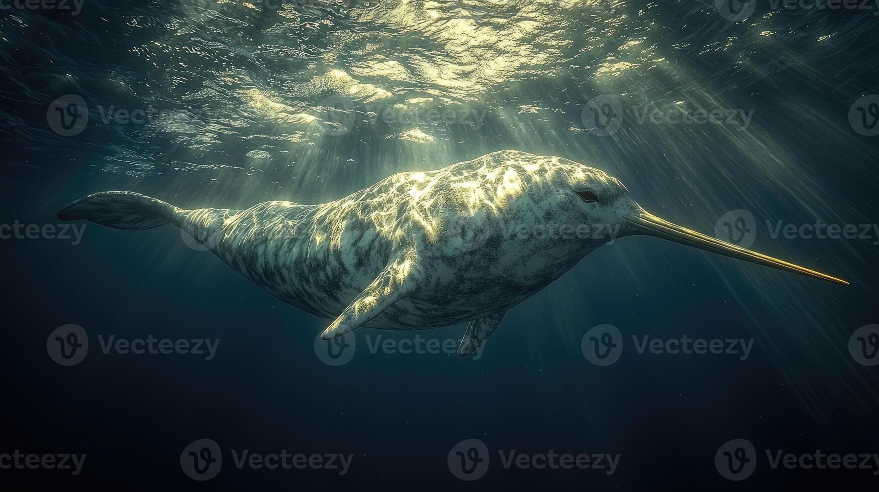 A narwhal swims gracefully in deep ocean sunlight photo