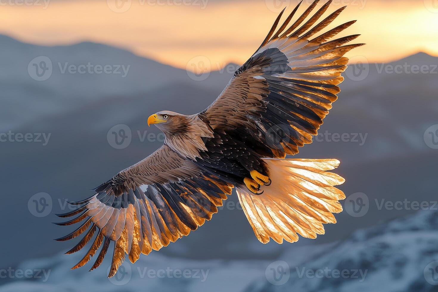 Majestic White Tailed Eagle Soaring Through Sunset Skies photo