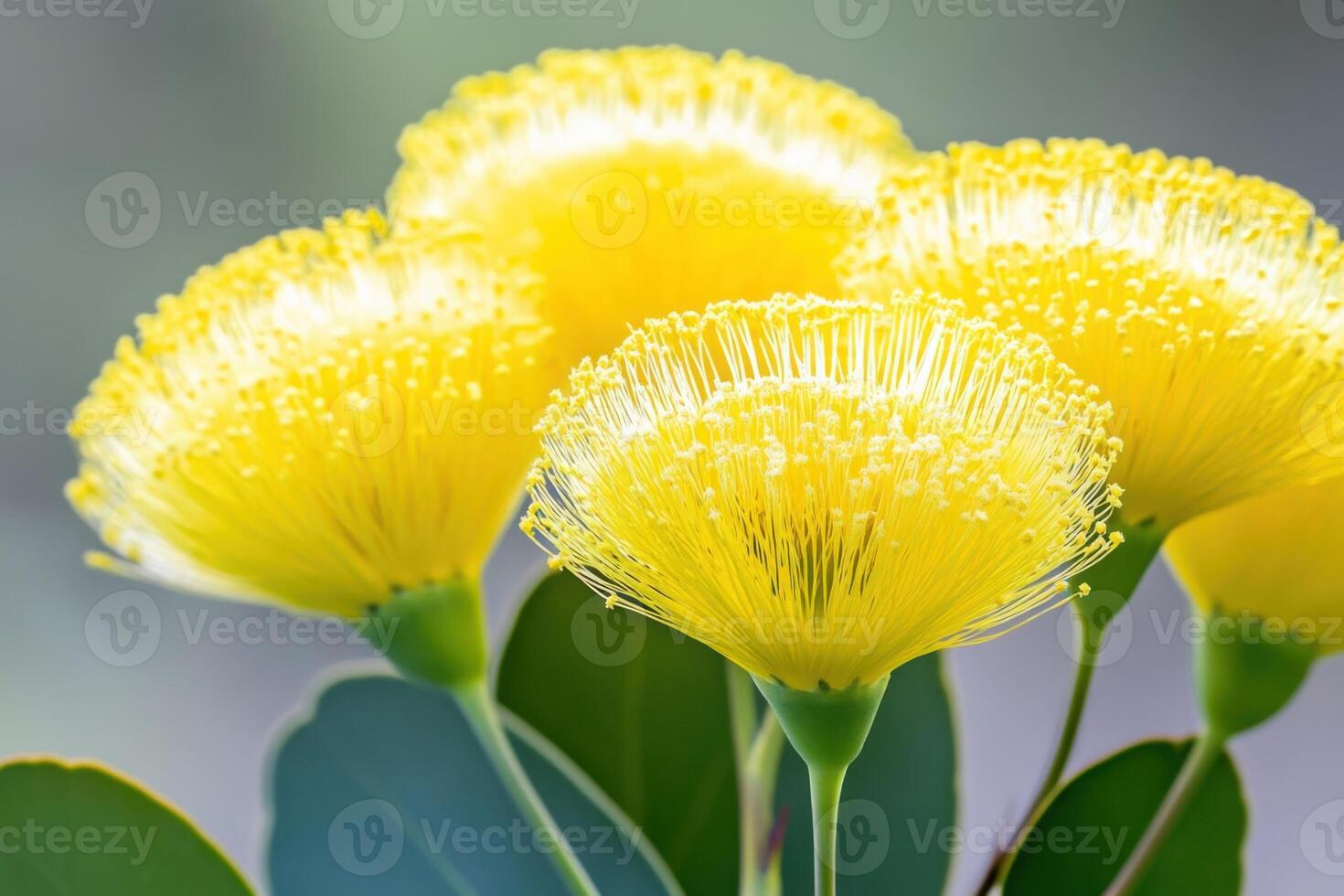 Close-up of vibrant yellow Ulex europaeus flowers in full bloom showcasing delicate petals and sharp green spines against a blurred natural background photo