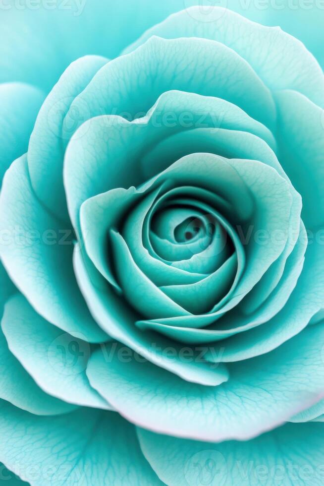 Dramatic close-up of a teal rose showcasing intricate petals and a beautiful color gradient against a soft focus background photo