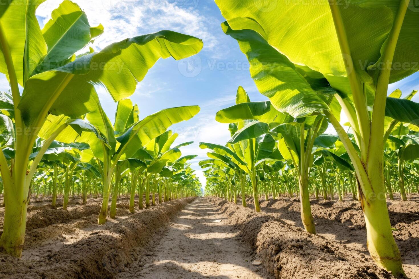 Banana plantation growing under a blue sky with some clouds photo