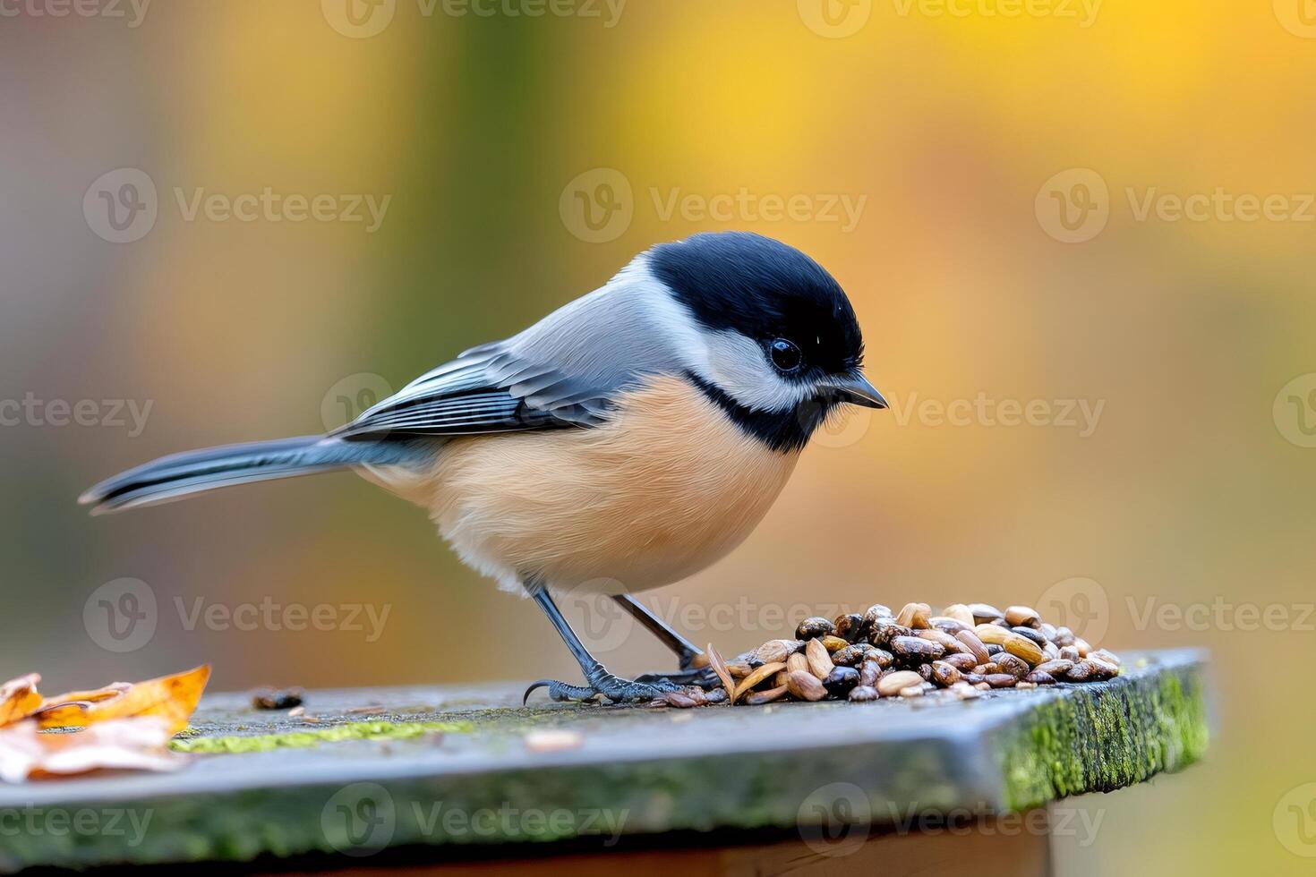 Black-capped chickadee eating seeds on bird feeder photo