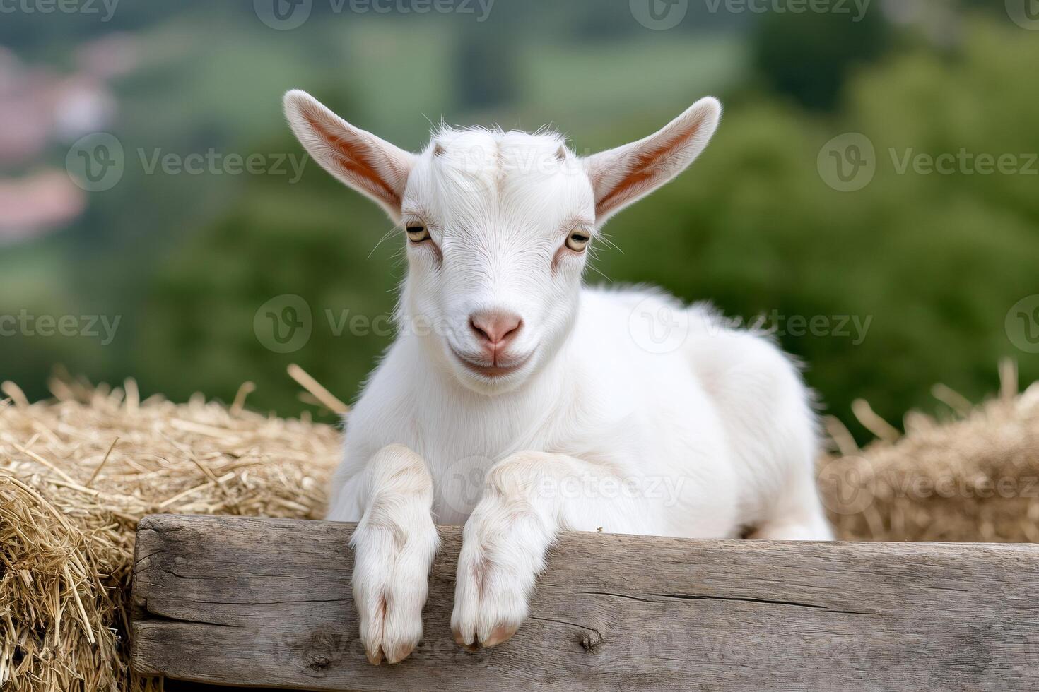 White baby goat relaxing on wooden fence in farm photo