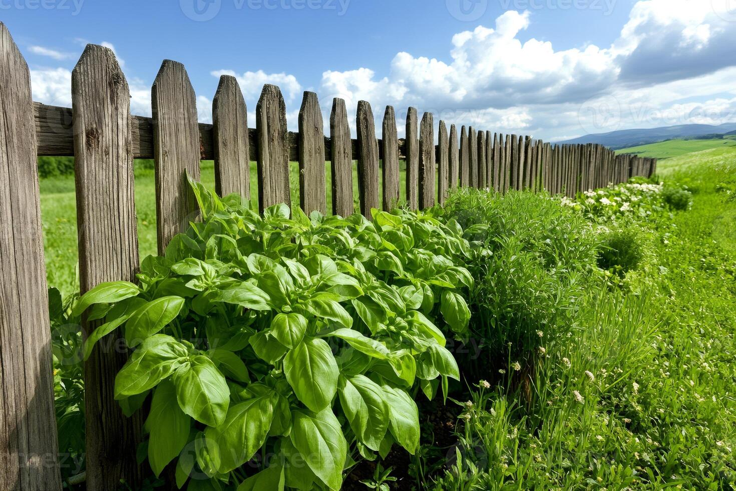 Lush green basil growing by a wooden fence in a garden under a blue sky photo