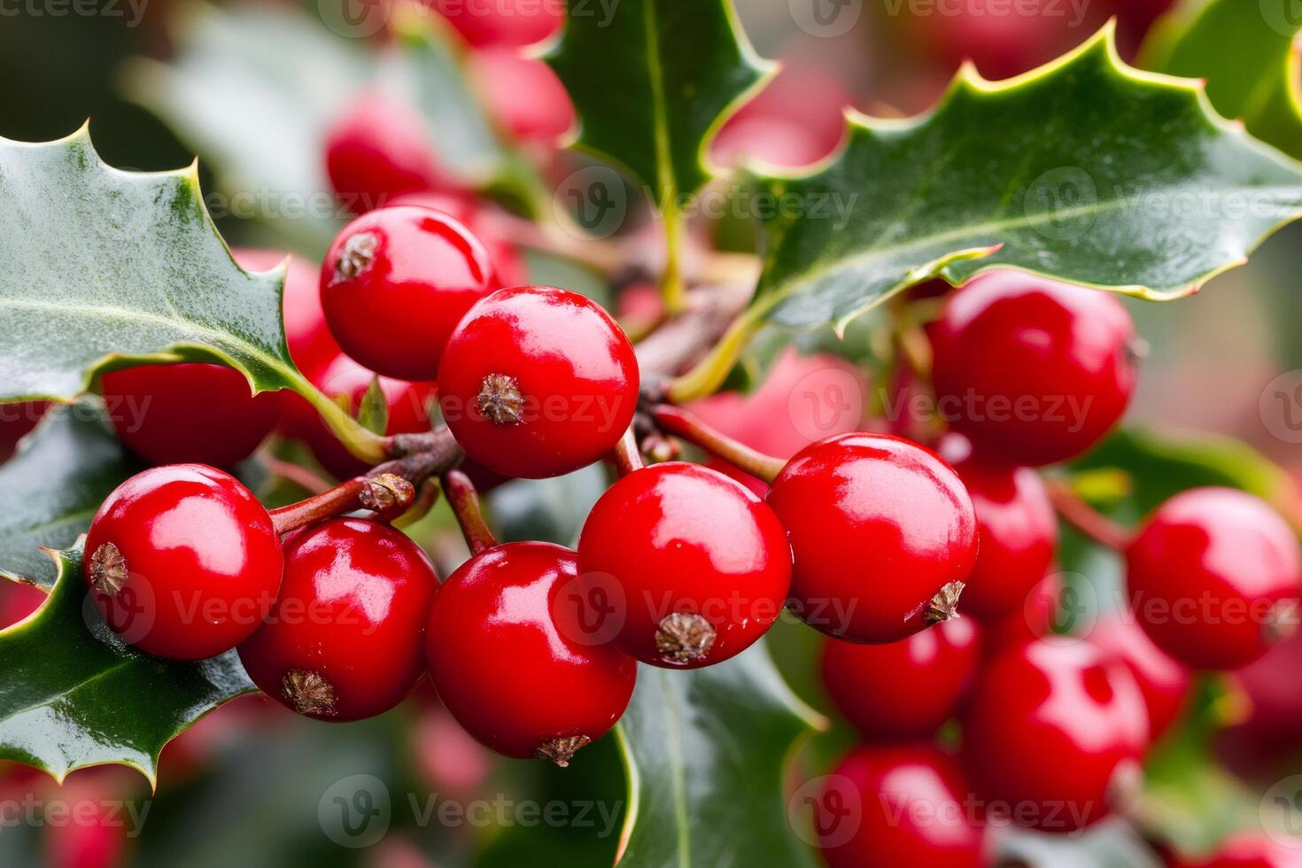 Red berries of european holly growing on branch with green leaves photo