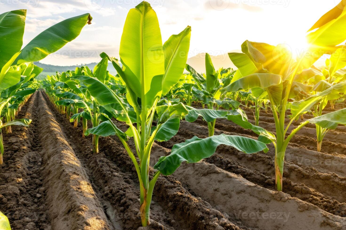 Rows of banana plants growing on a plantation at sunset photo