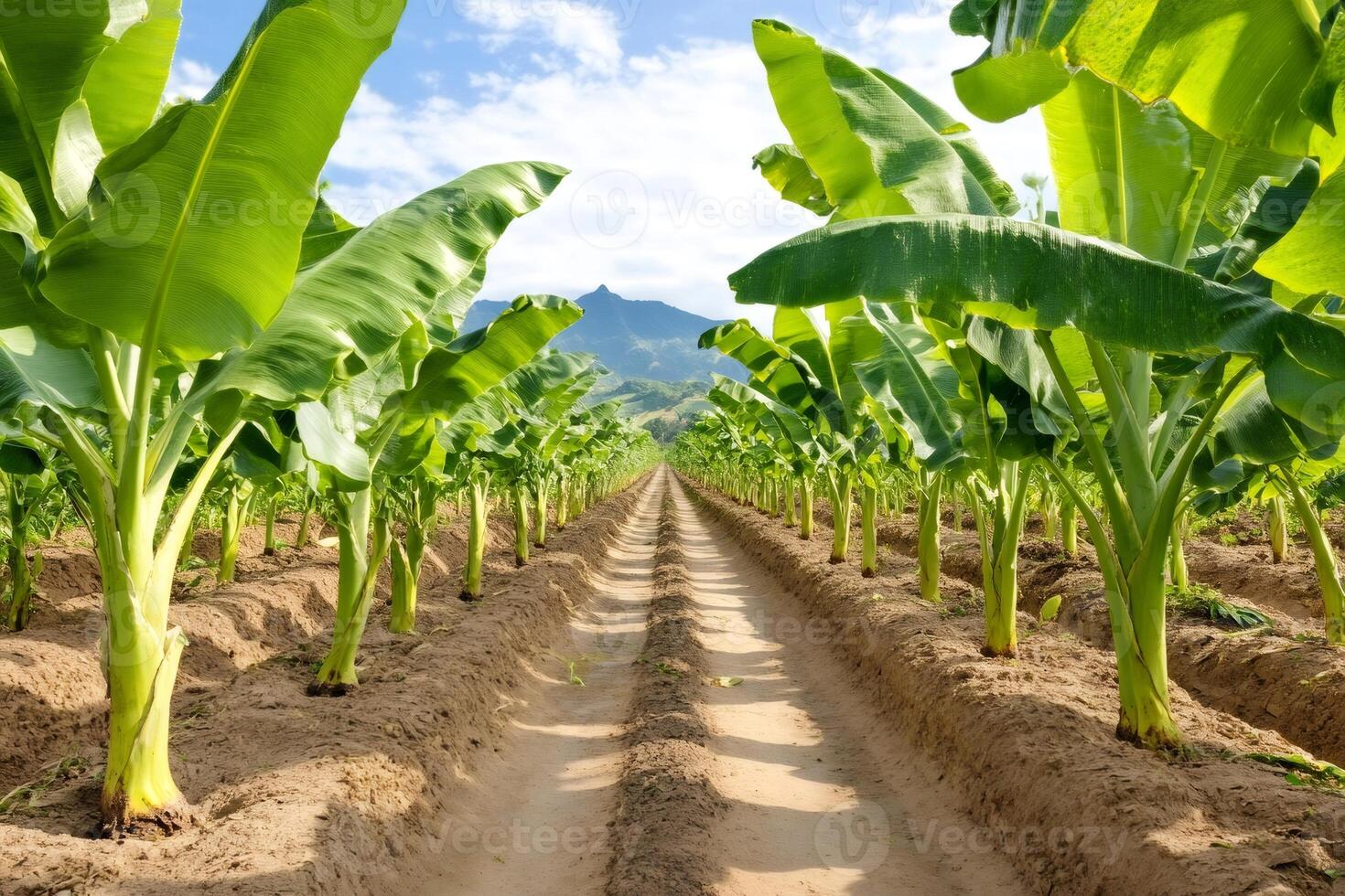Banana plantation growing under a bright sky photo