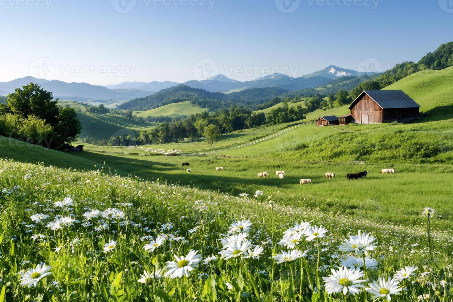 Idyllic landscape showing cows grazing in green meadow with daisies and barns in the background photo