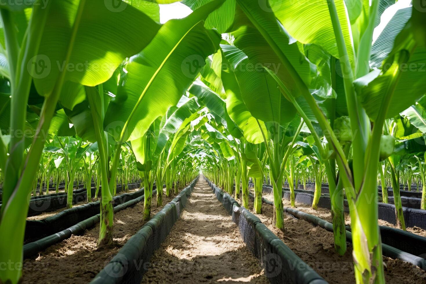 Banana plantation growing in greenhouse with drip irrigation system photo