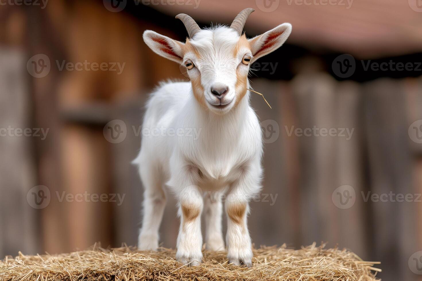 Cute young goat with small horns chewing hay in a barn photo