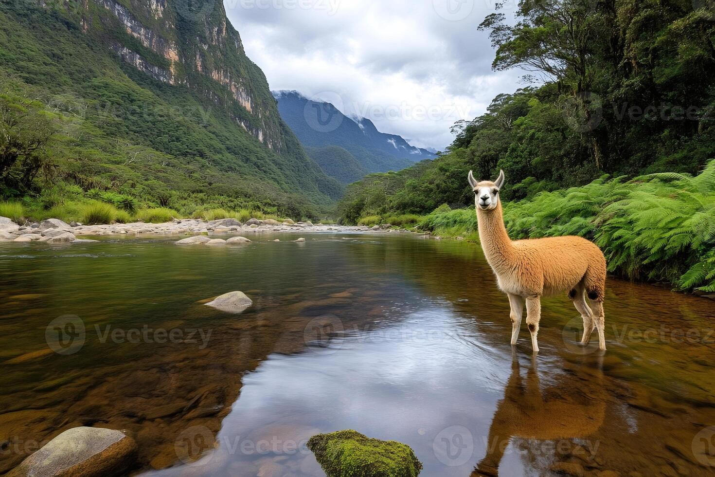 Llama standing in river with scenic Andes mountains in the background photo