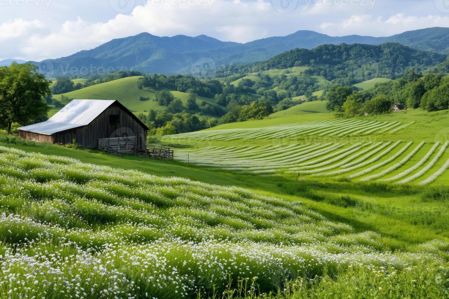 Flax fields covering rolling hills in the Appalachian Mountains with an old barn photo