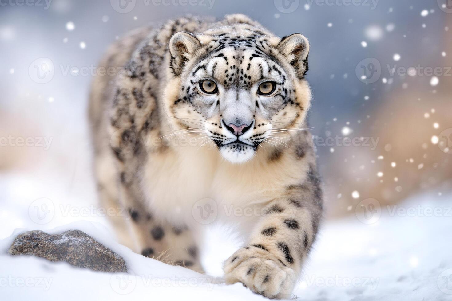 Snow leopard walking in the snow while snowing photo