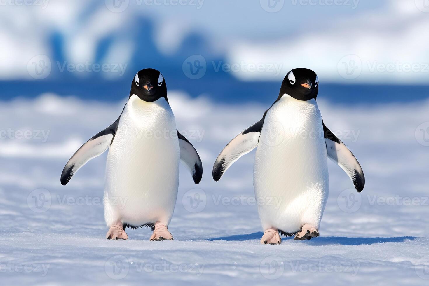 Two penguins walking on snow in Antarctica photo