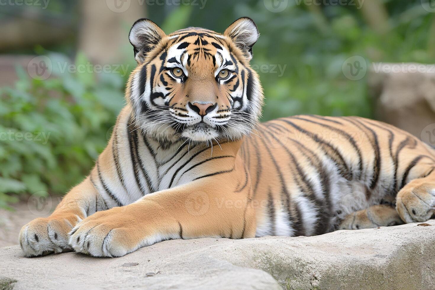 Sumatran tiger lying down and resting on a rock photo