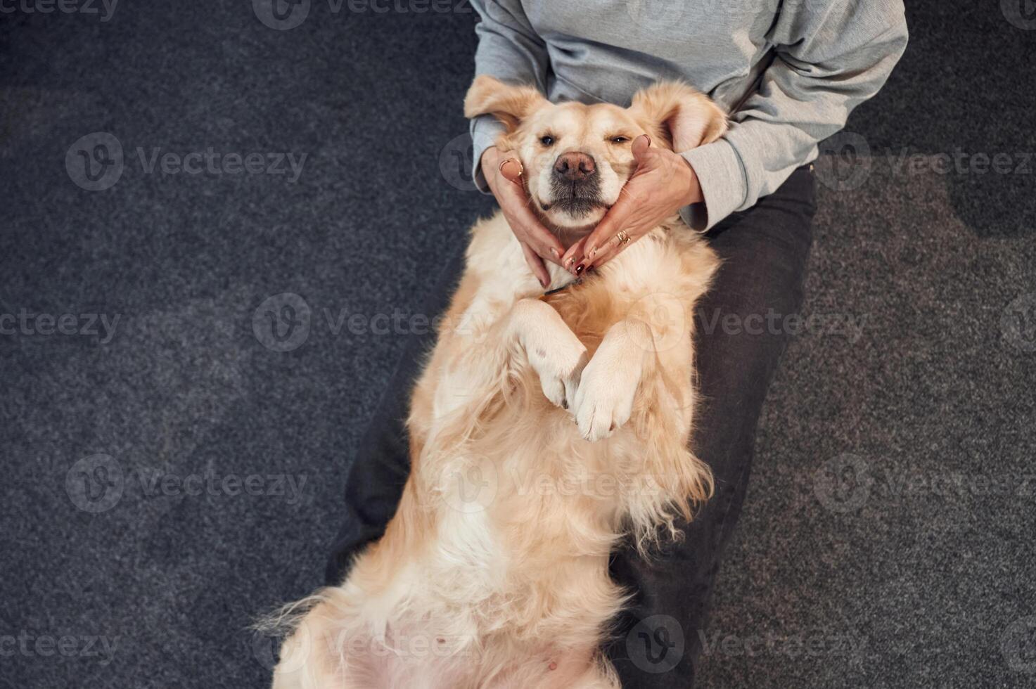 Top view.. Animal is lying down, happy. Woman is with golden retriever dog at home photo
