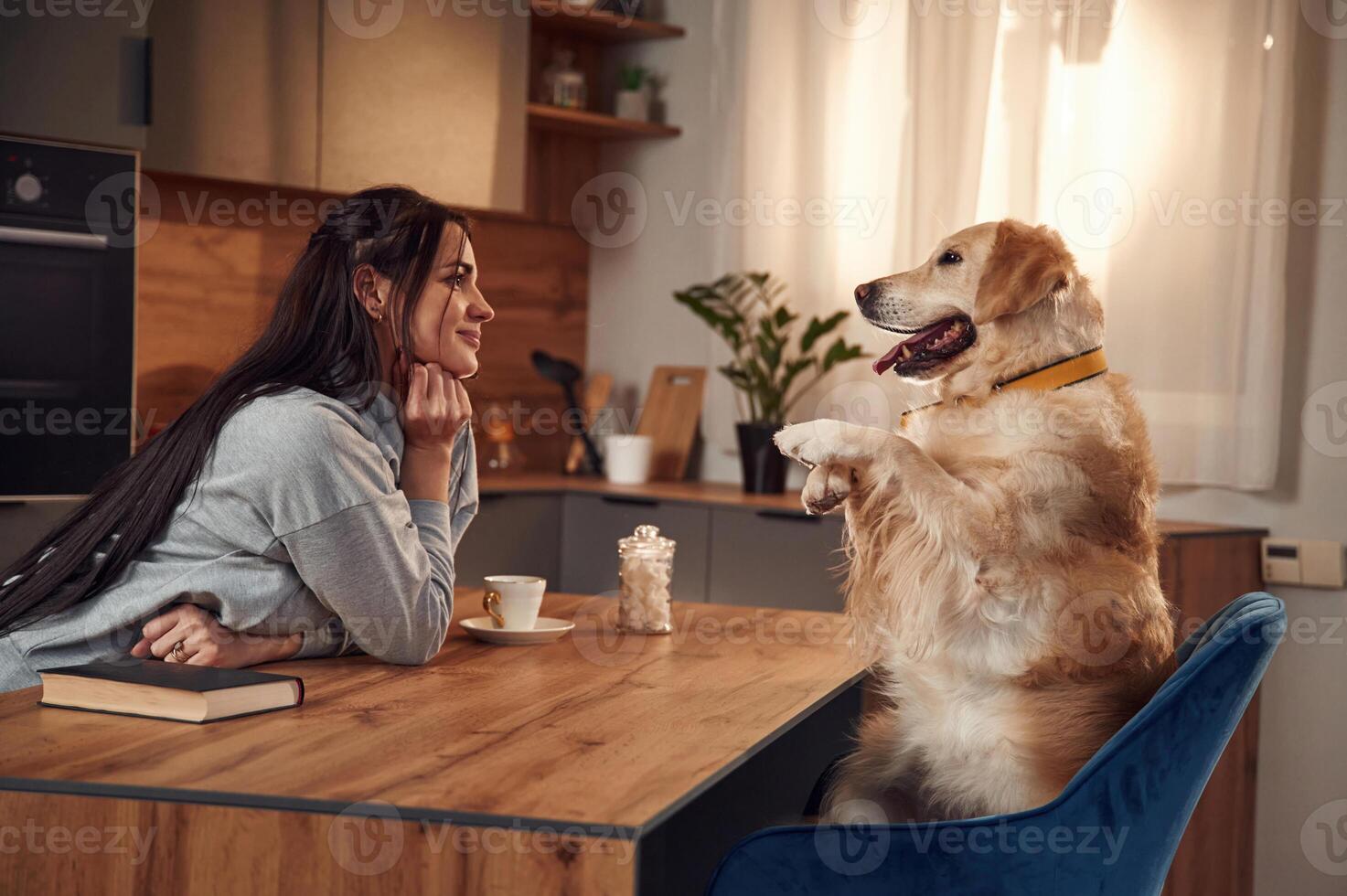 Doing tricks while sitting by the table. Woman is with golden retriever dog at home photo