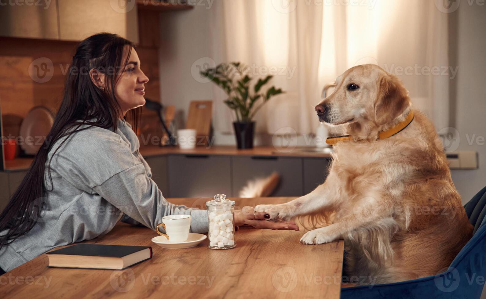 Holding the paw that is on the table. Woman is with golden retriever dog at home photo