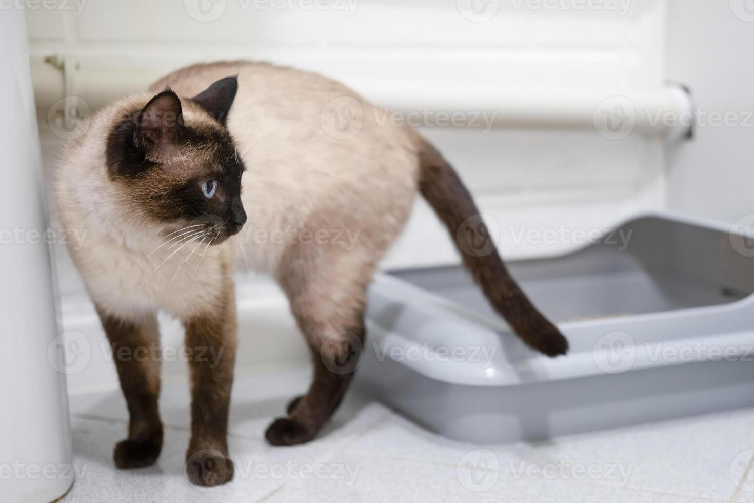 toilet trained siamese cat standing in litter box or cat litter tray. photo