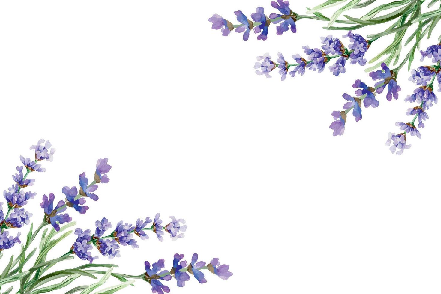 Frame with lavender flowers in the corners, watercolor. Hand drawn illustration. For the design of greeting cards, invitations, labels, banners, posters. vector