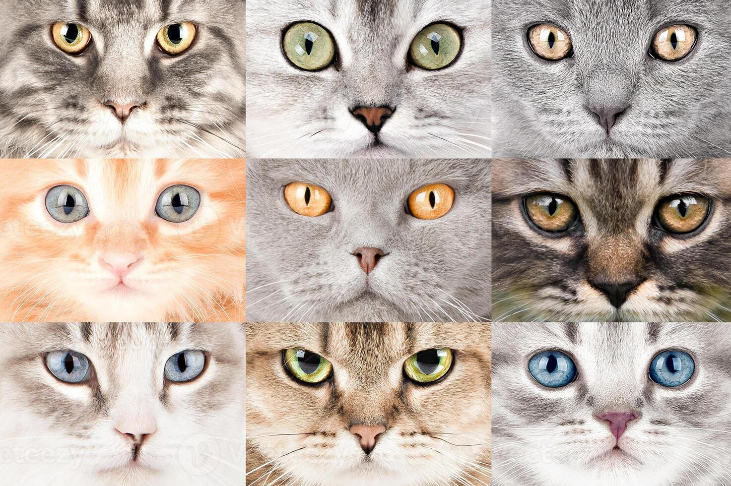 set of different cat eyes close up. photo