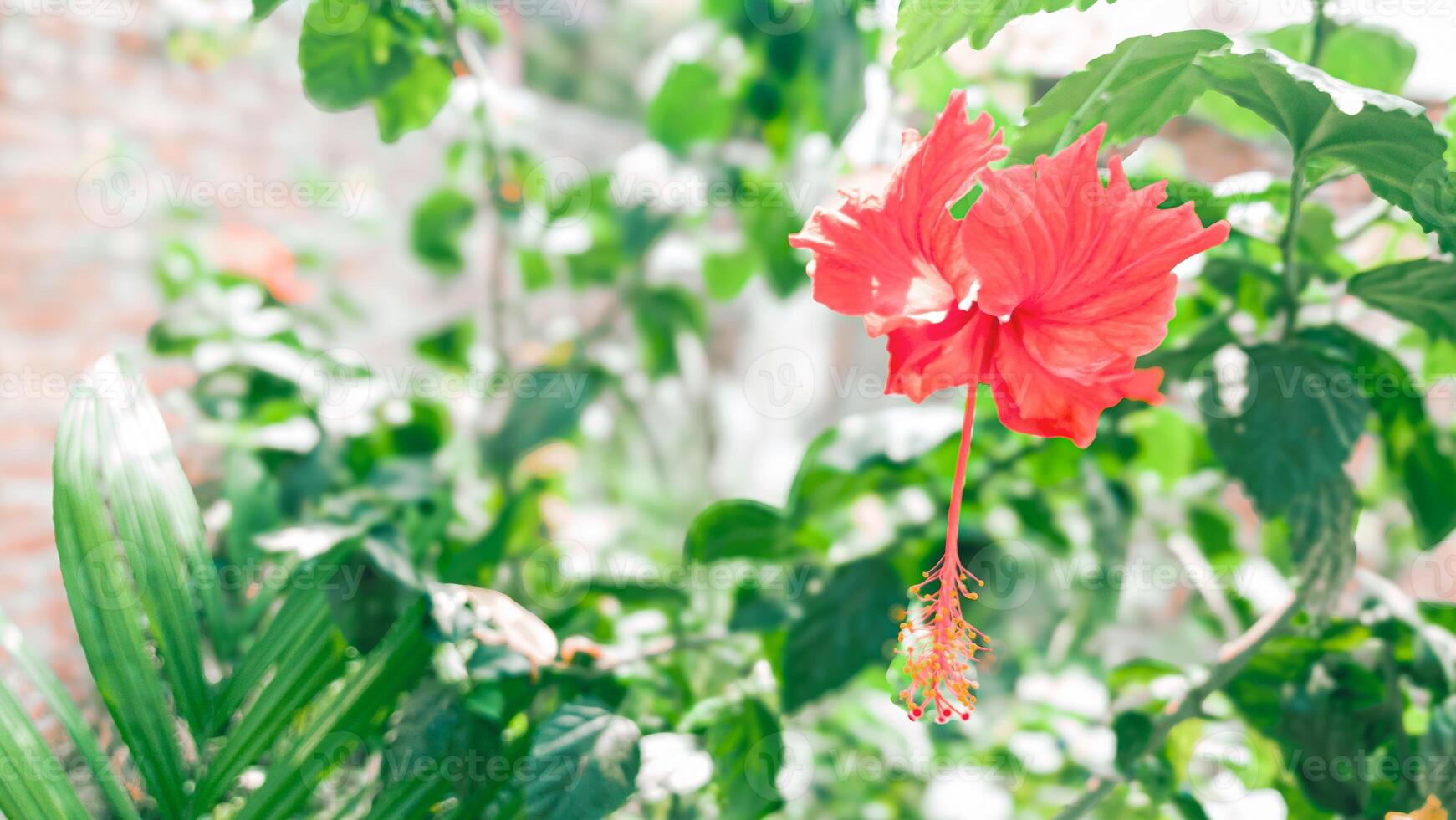 Vibrant Red Hibiscus Flower Blooms in Lush Green Foliage photo