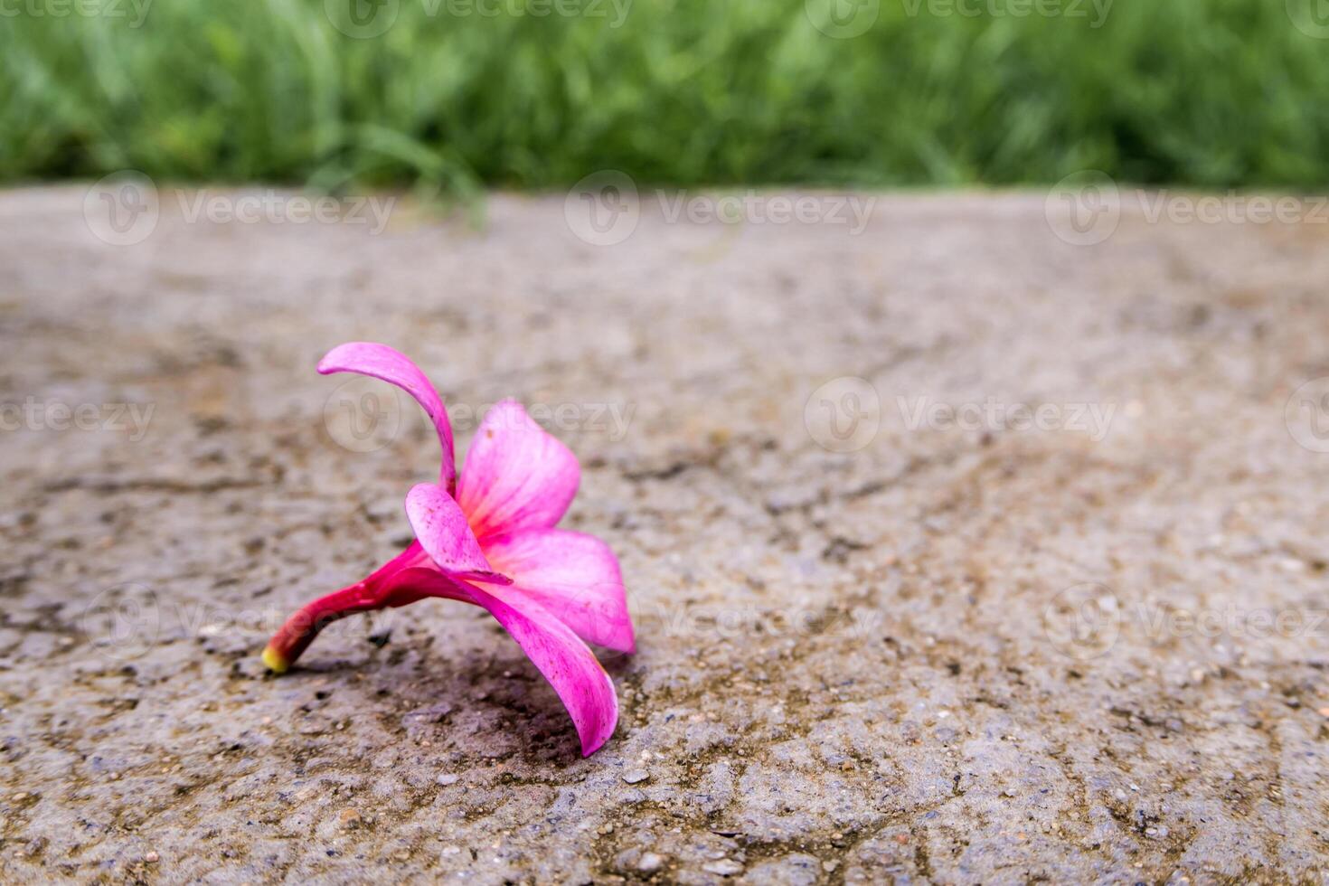 A Pink flowers fall on concrete floor photo