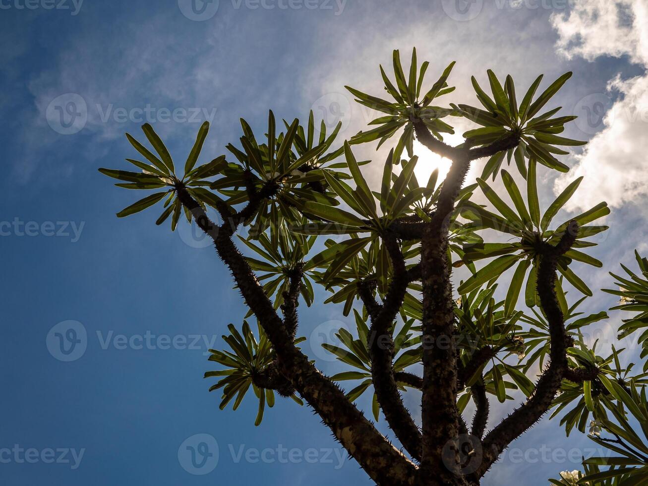 A Madagascar palm the Spiky desert plant in the hard sunlight of daytime photo